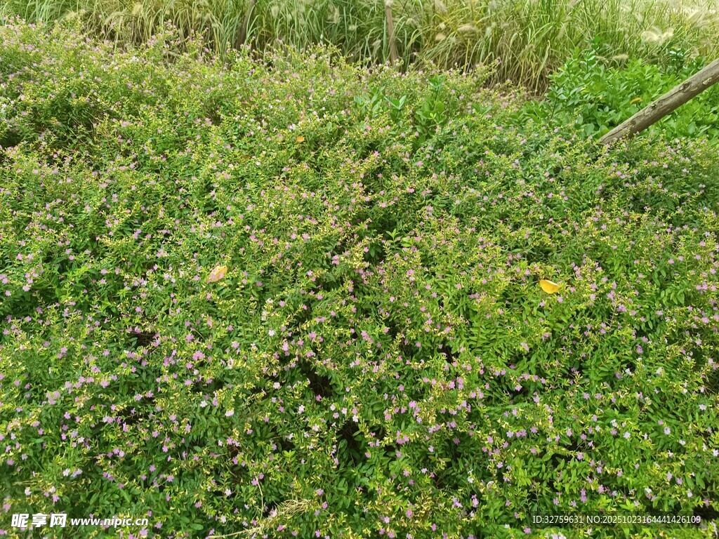 绿意盎然的草地景观