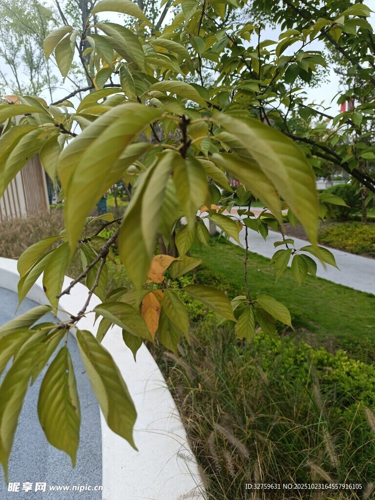 绿叶繁茂的植物特写