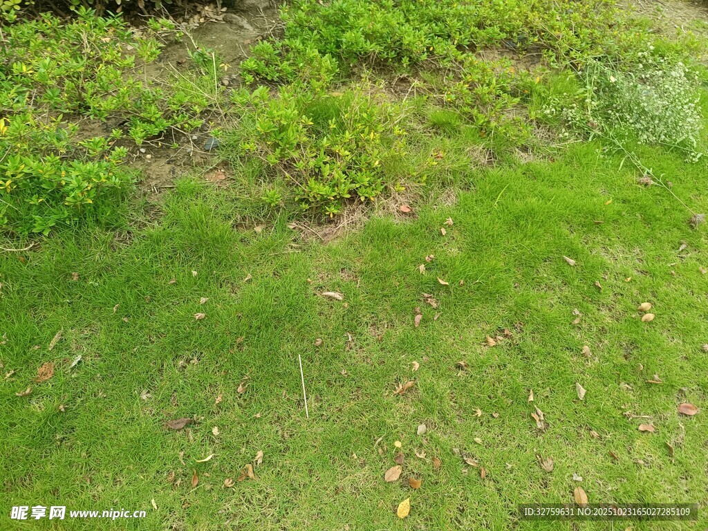 翠绿草地与周边绿植景观