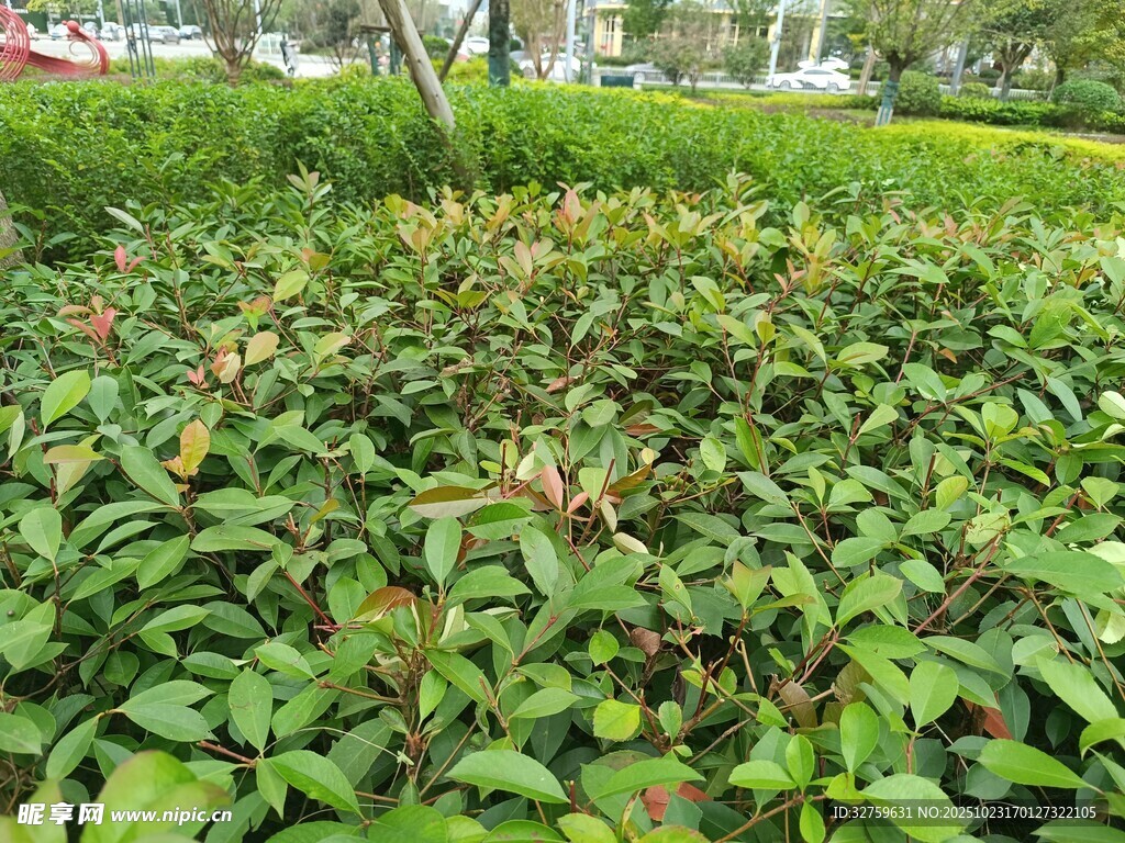 绿叶繁茂的植物景观