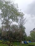 雨中绿植景观