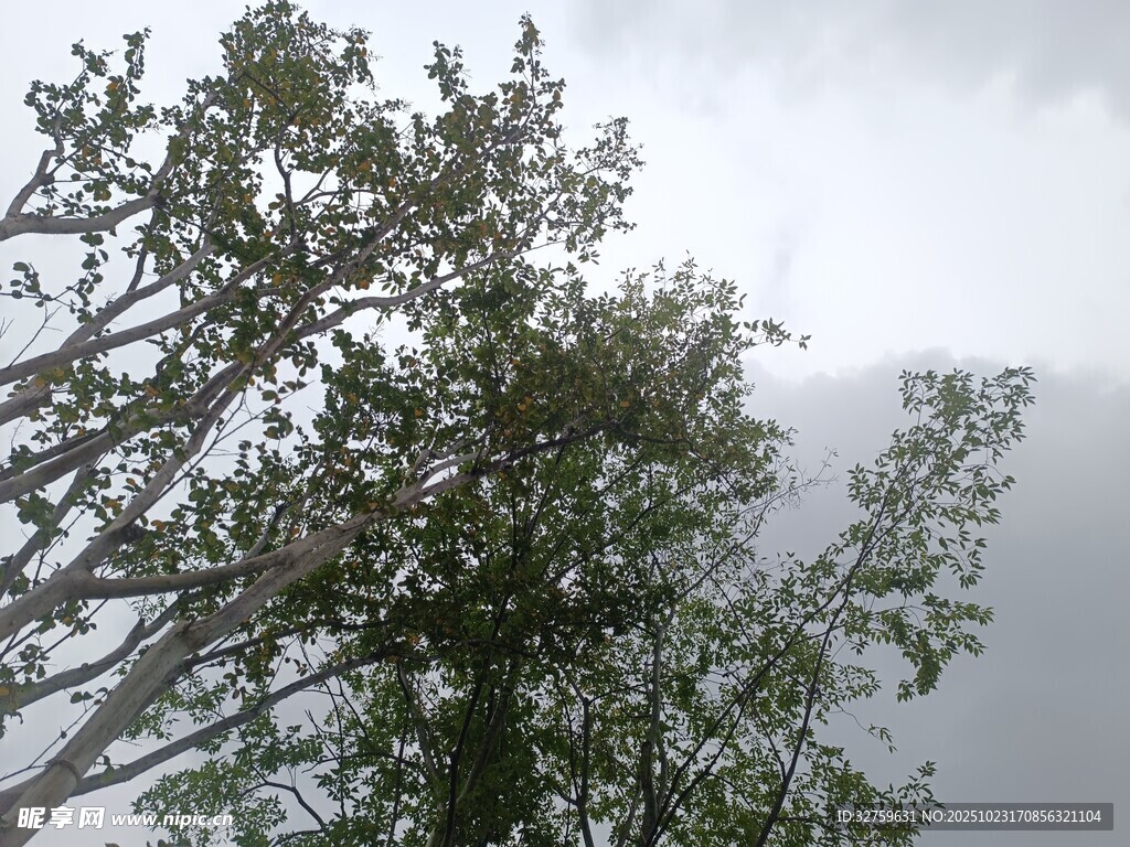 阴天中的树木枝叶