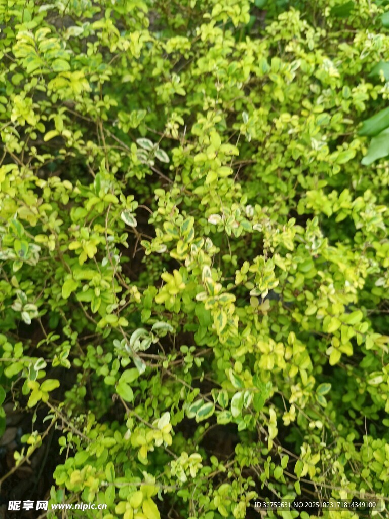 翠绿繁茂的植物景观