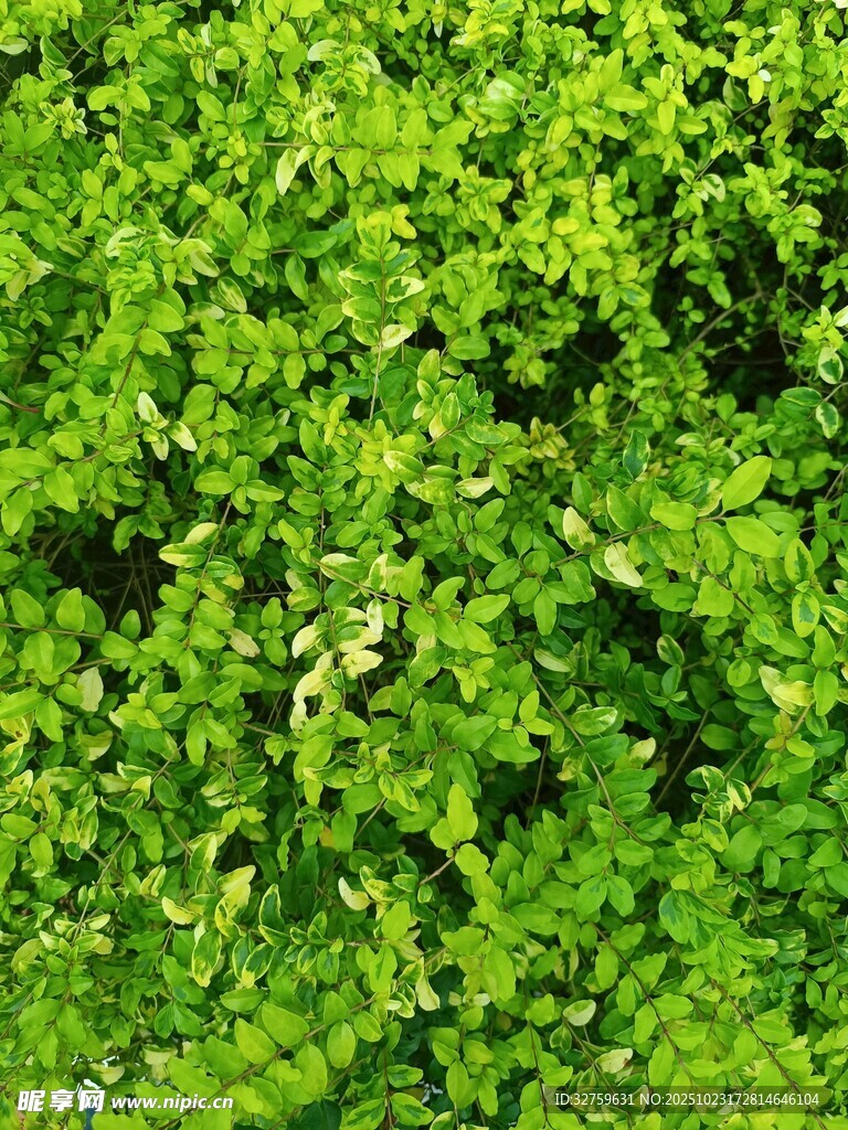 翠绿繁茂的植物叶片
