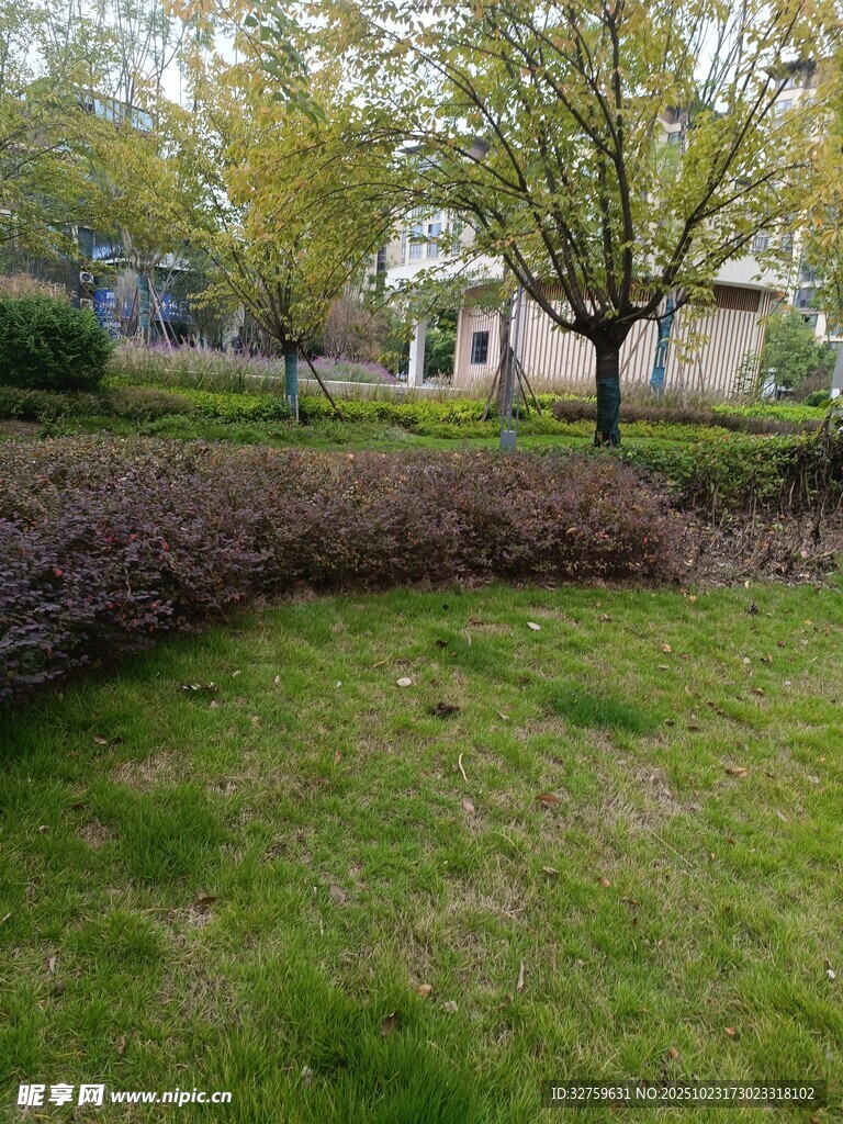 宁静庭院绿植景观