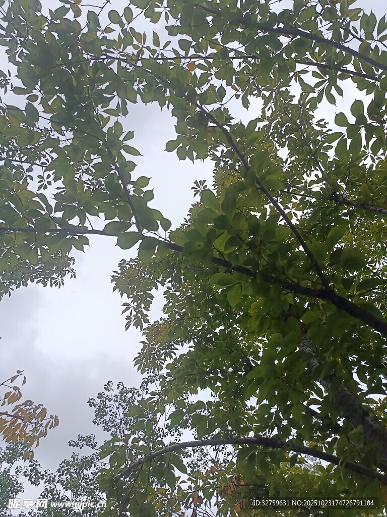 仰视茂密树林树冠