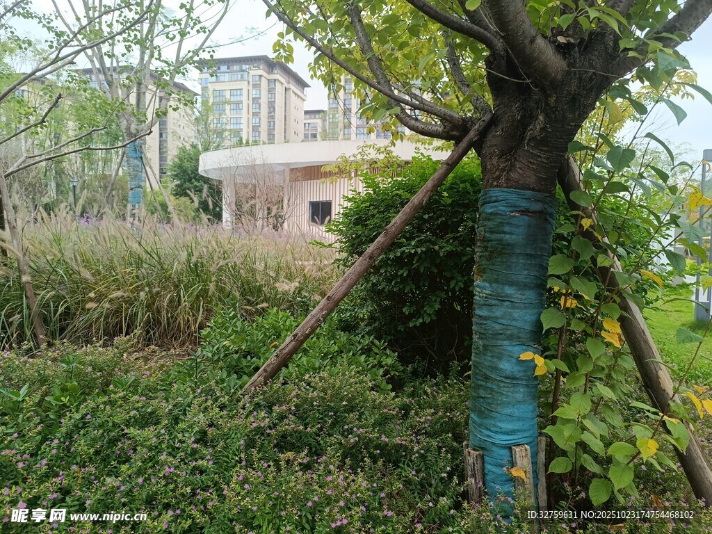 乡村绿植旁的房屋景观