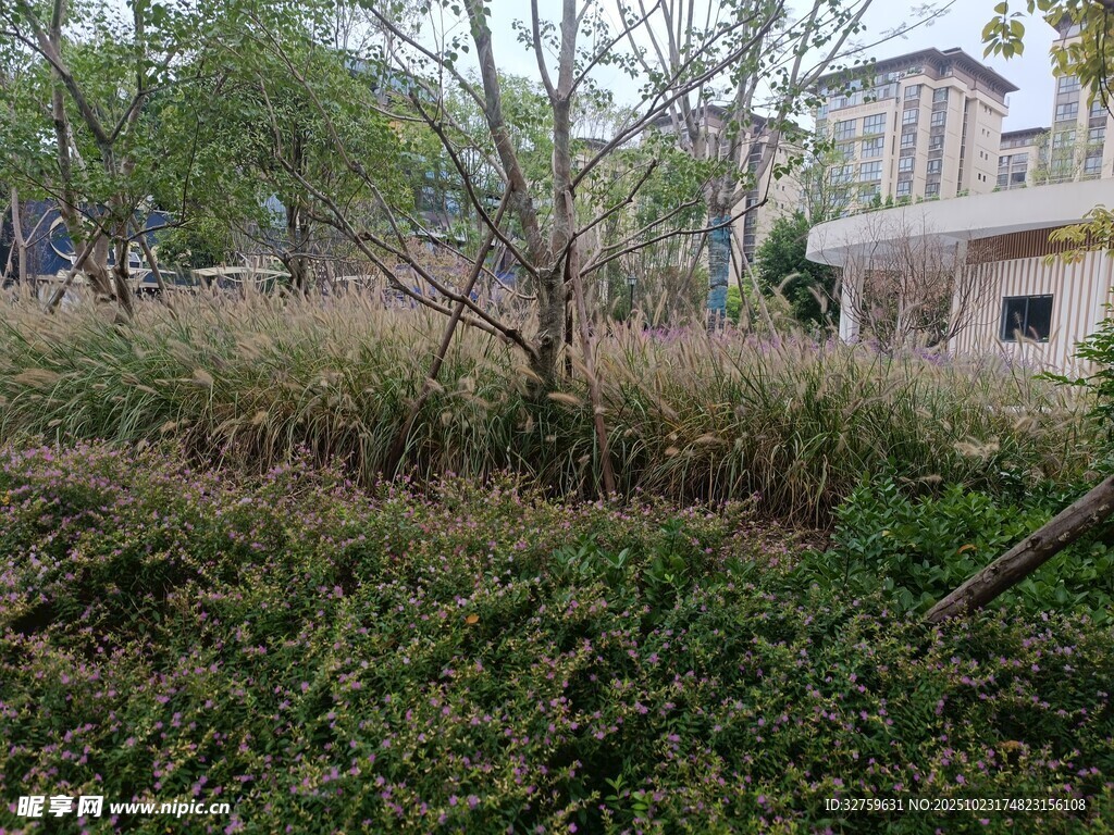 户外杂草丛生的自然场景