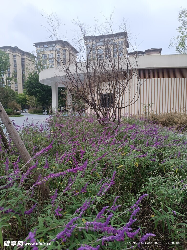 庭院紫色花丛与建筑景观