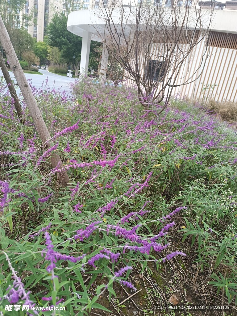 紫色野花繁茂的户外场景