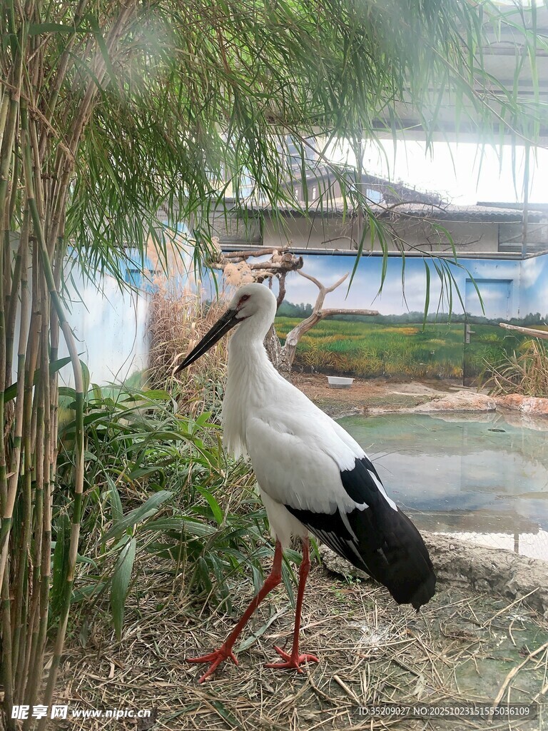 东方白鹳