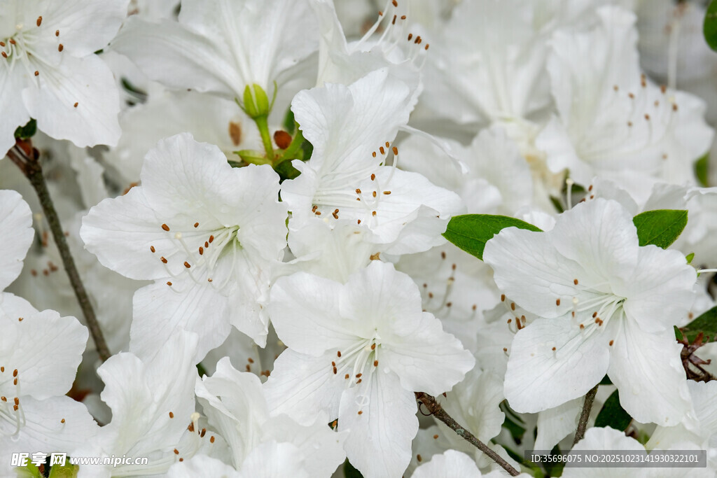 杜鹃花