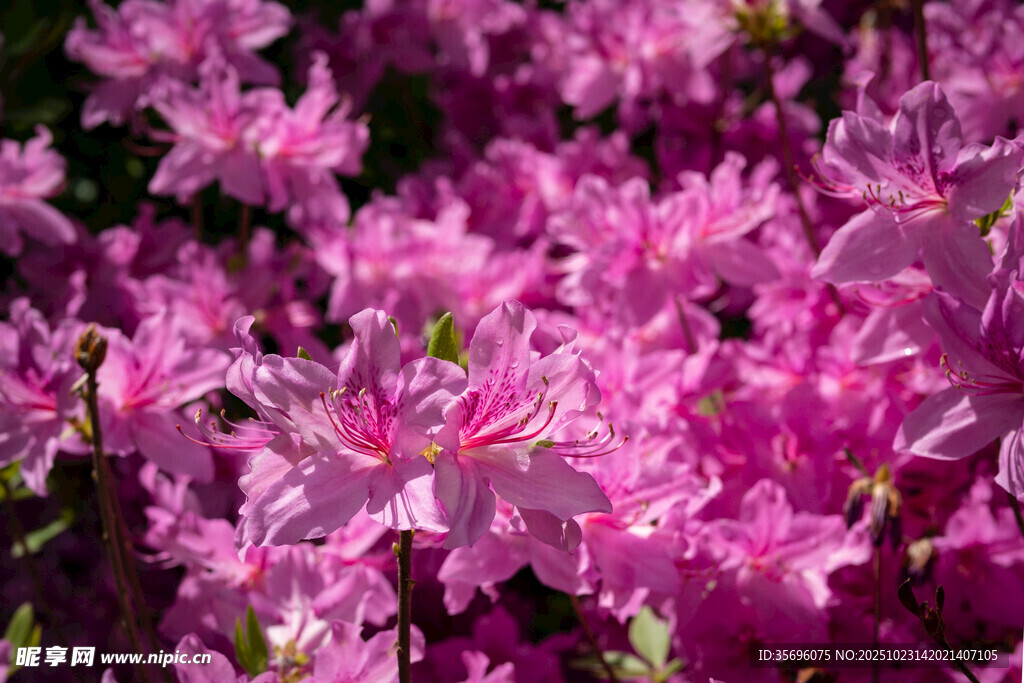 杜鹃花