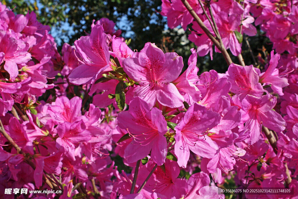 杜鹃花