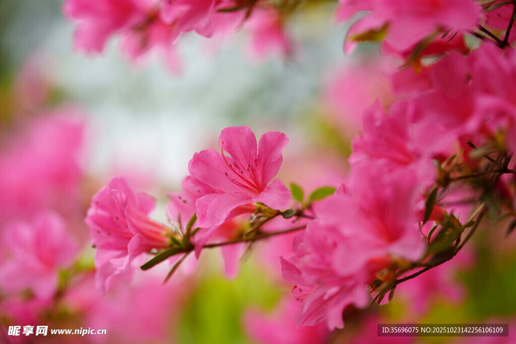 杜鹃花