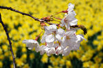 杜鹃花