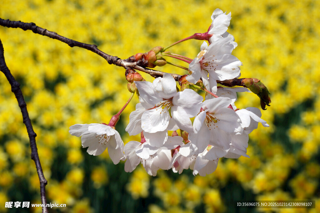 杜鹃花