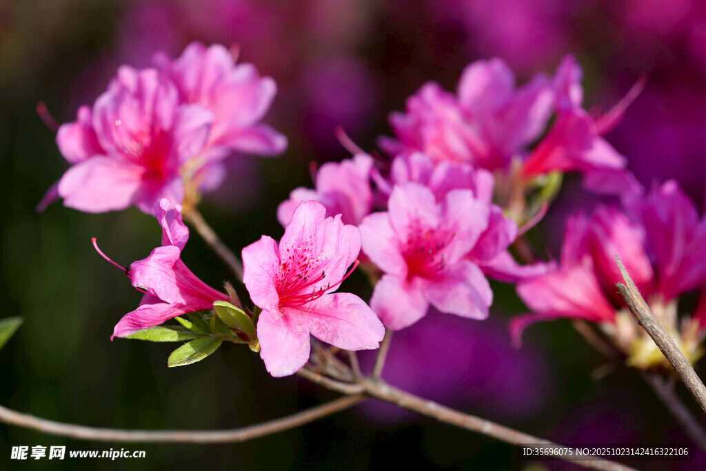 杜鹃花