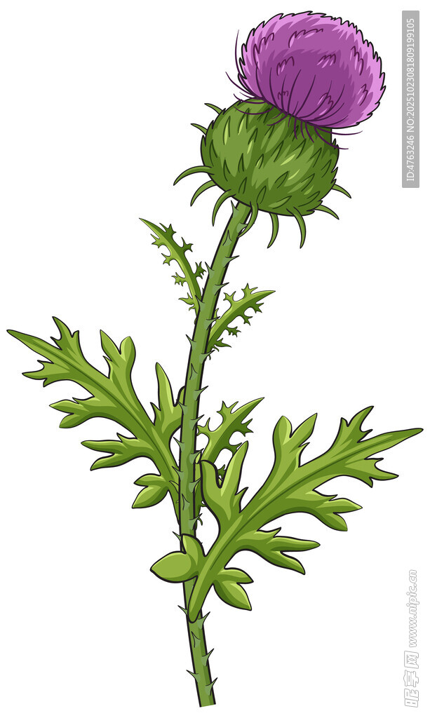 紫色蓟花插画