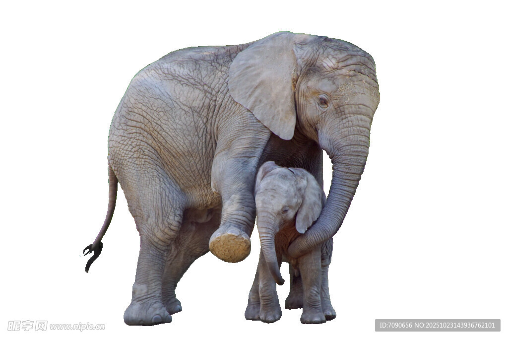 大象母子亲昵互动瞬间