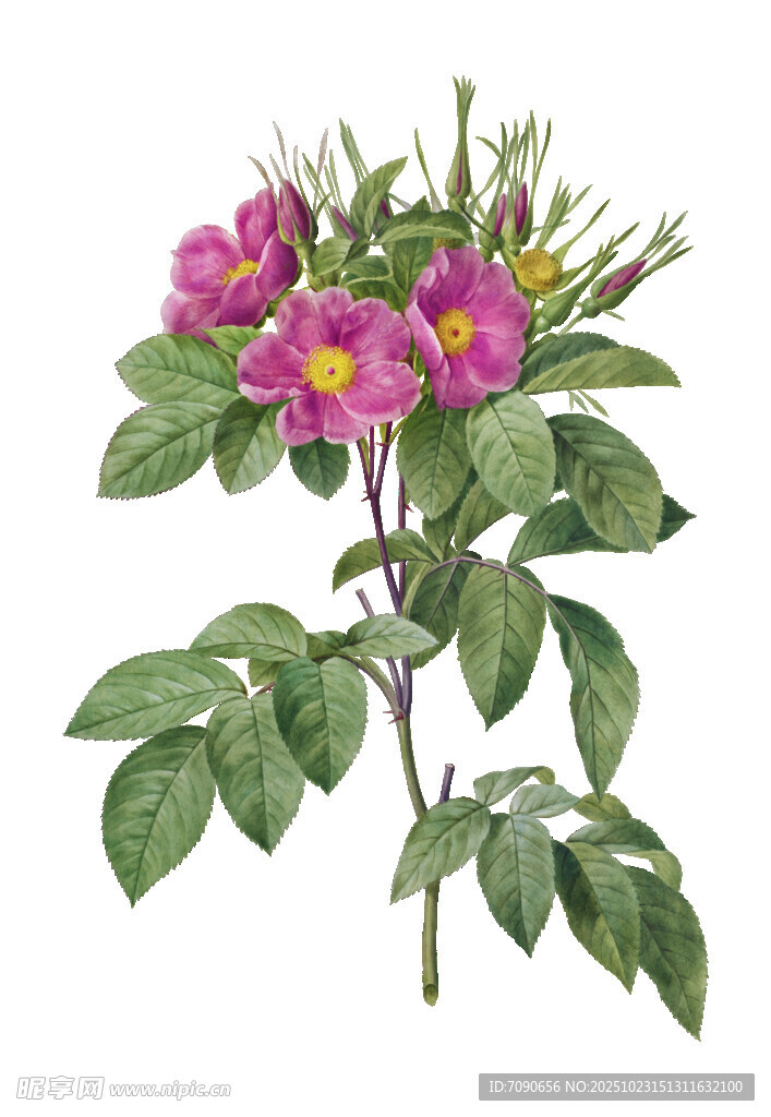 复古风蔷薇花枝插画