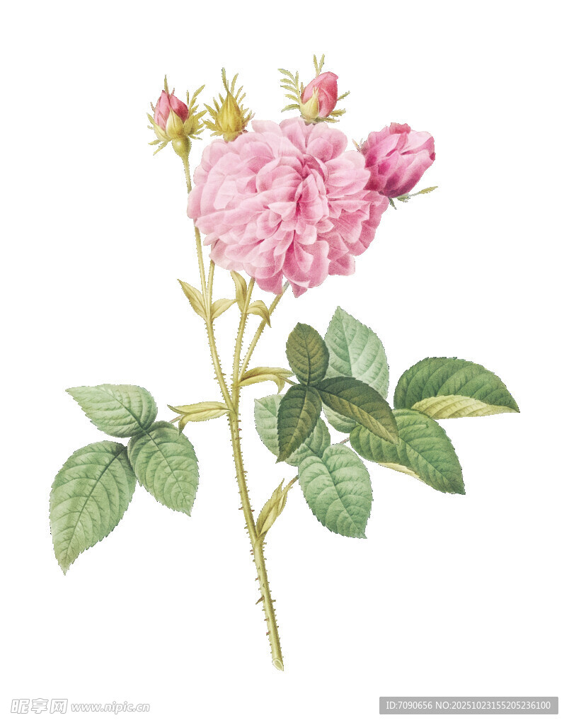 复古风粉色蔷薇花卉图