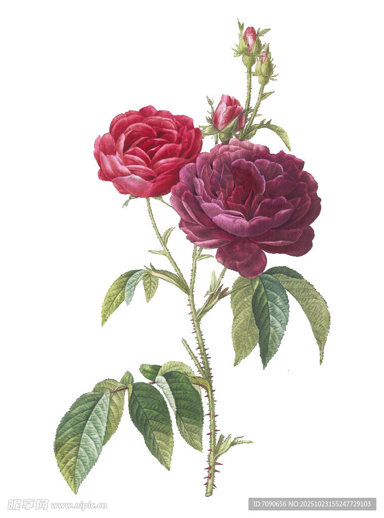 复古风两朵娇艳玫瑰花