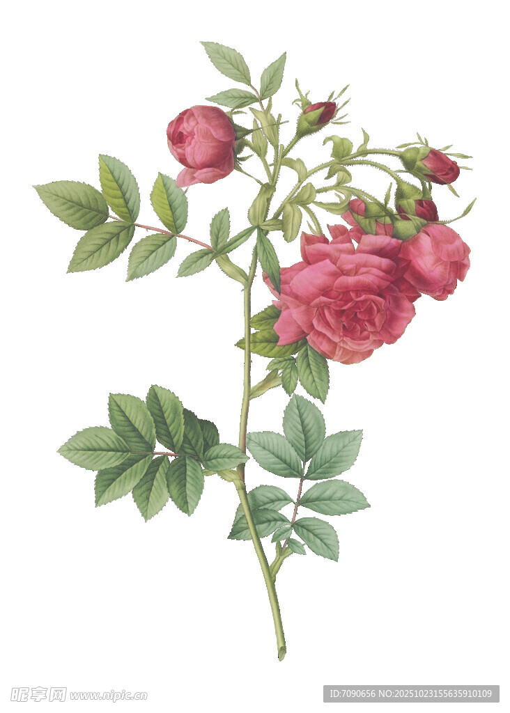 复古风手绘粉色玫瑰花枝