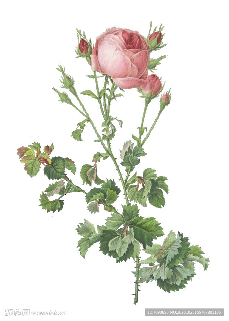复古风手绘粉色蔷薇花