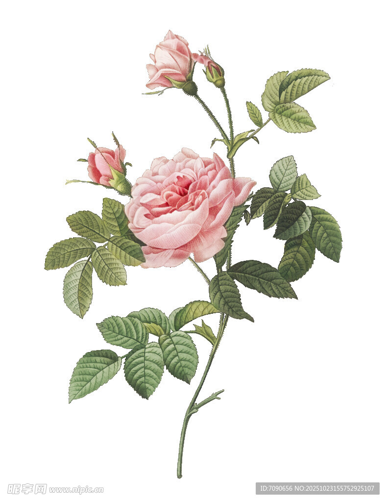 复古风粉色玫瑰花插画