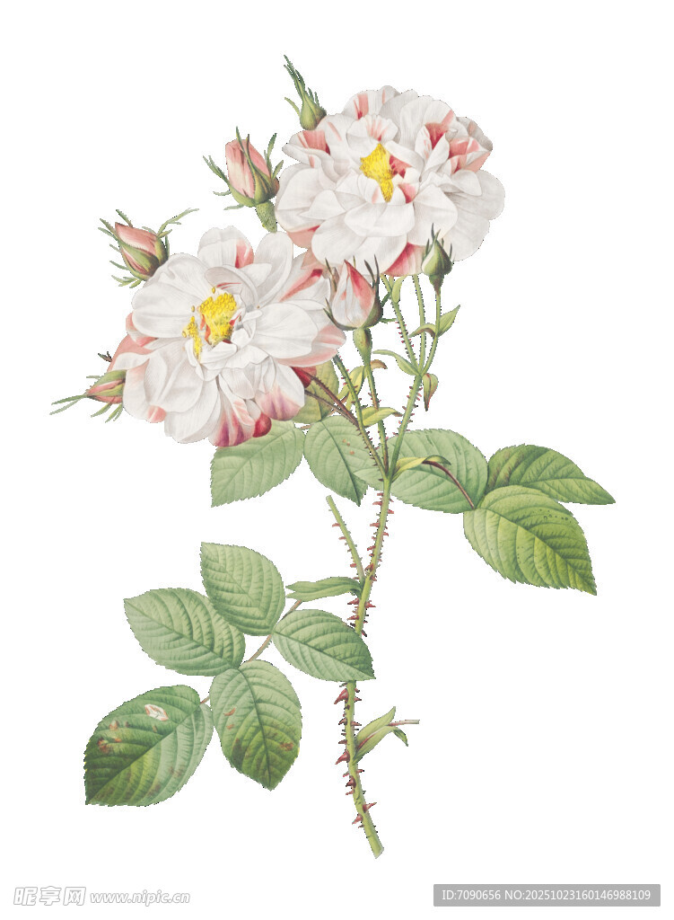 复古风手绘粉色蔷薇花