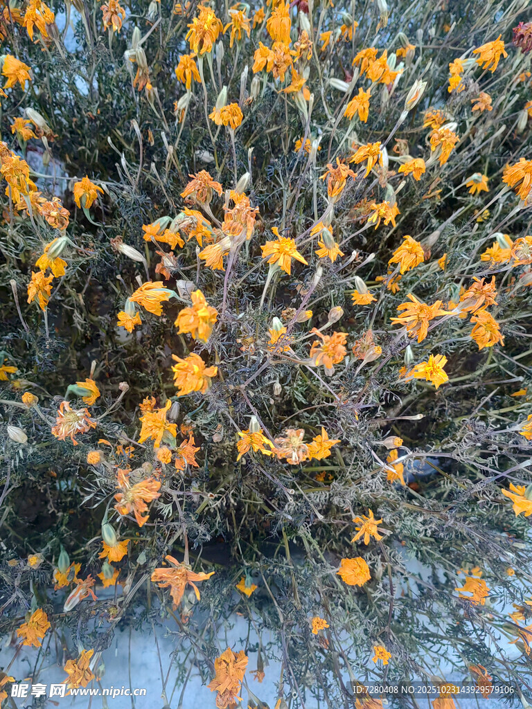 枝头绽放的灿烂黄色花朵