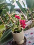 盆栽红花绽放生机