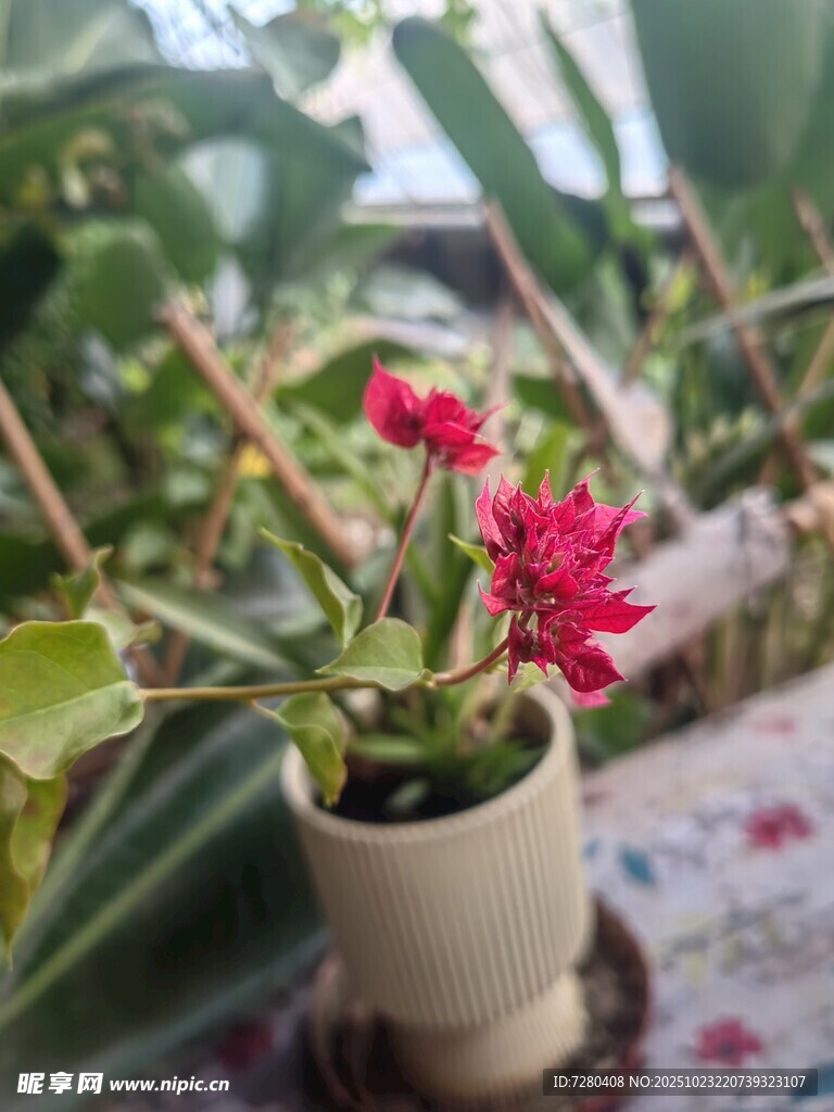 盆栽红花绽放生机