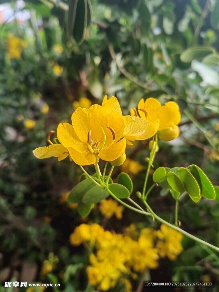 绽放的艳丽黄色花卉