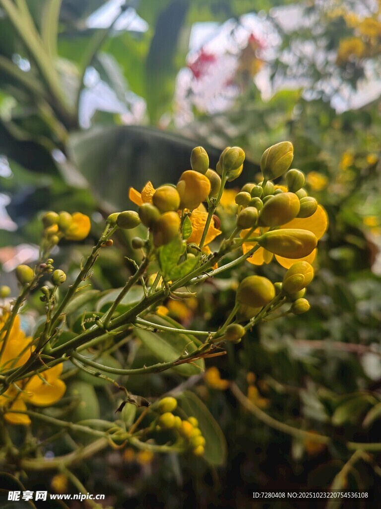 金黄小花绽放绿叶间