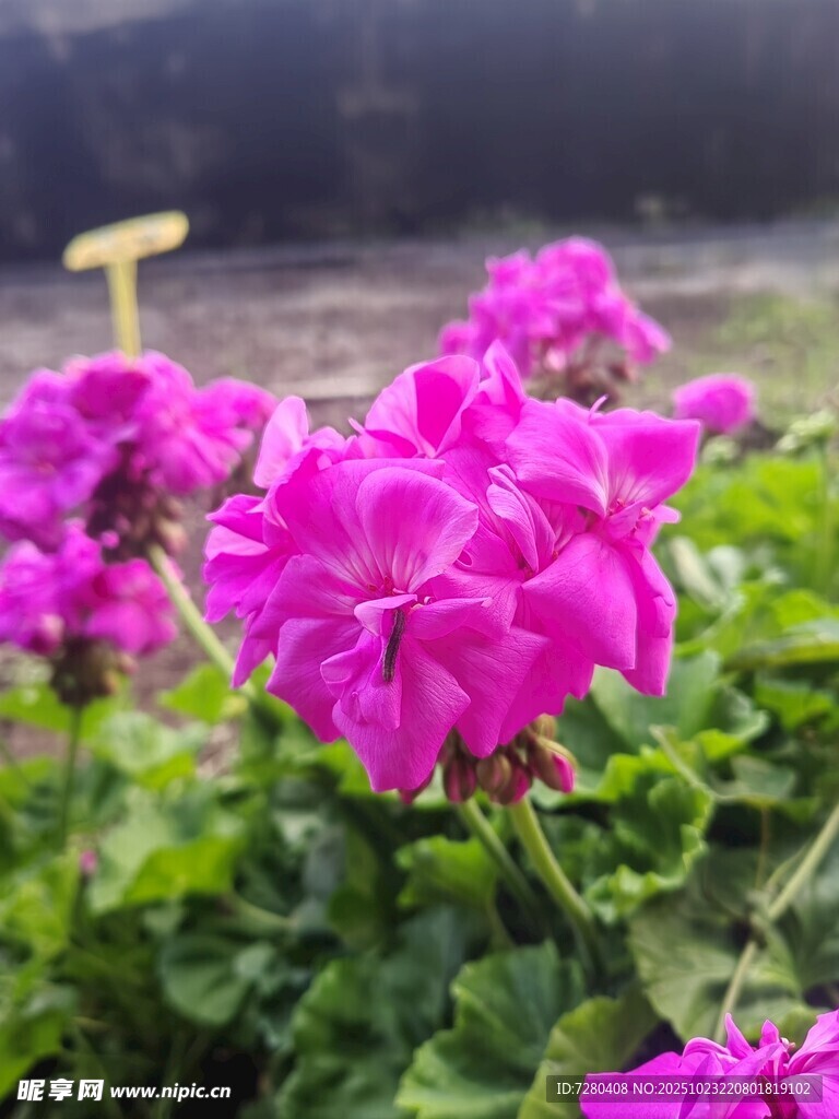 艳丽天竺葵绽放的美丽