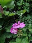 娇艳粉色花朵绽放绿叶间