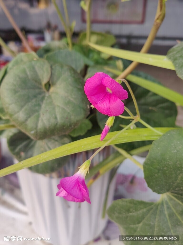 粉色牵牛花绽放绿叶间