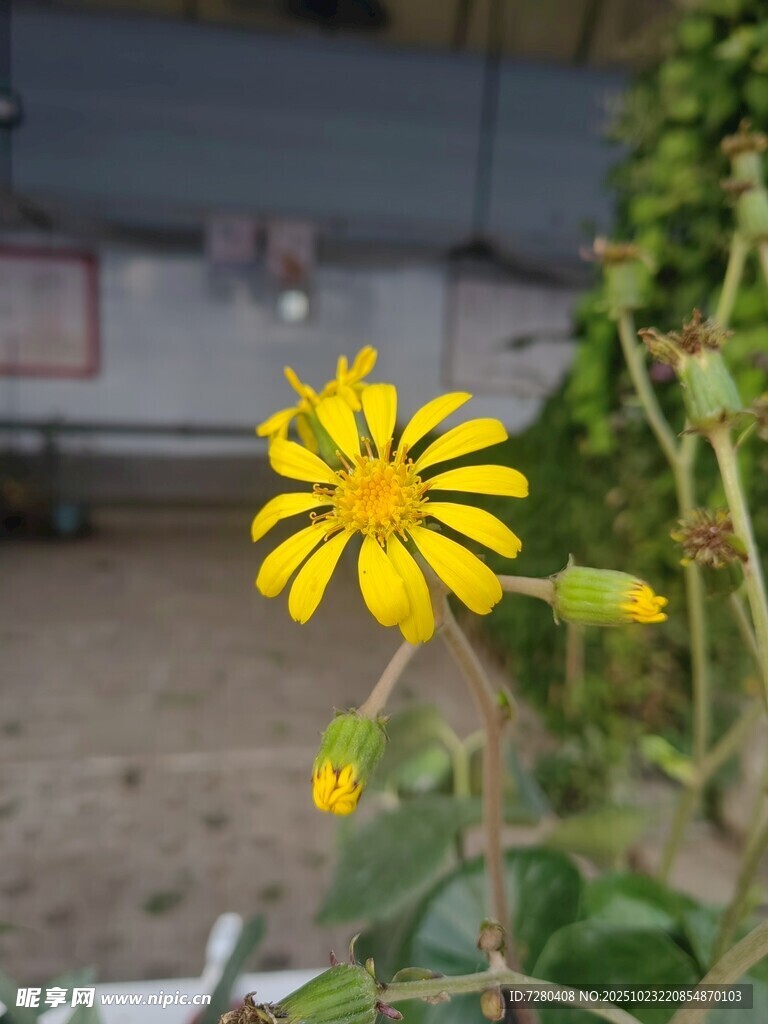 黄色小花绽放生机