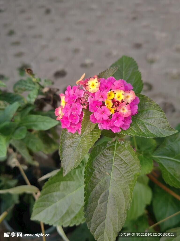 娇艳马缨丹绽放