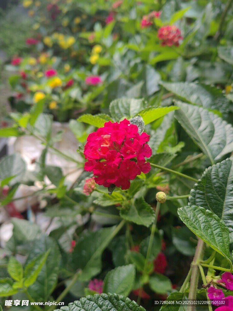 娇艳欲滴的红色花卉