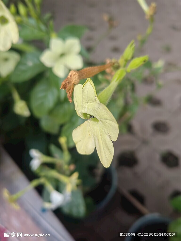 绿叶间的橙色小昆虫