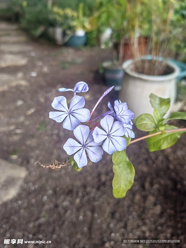 蓝紫色小花绽放于庭院