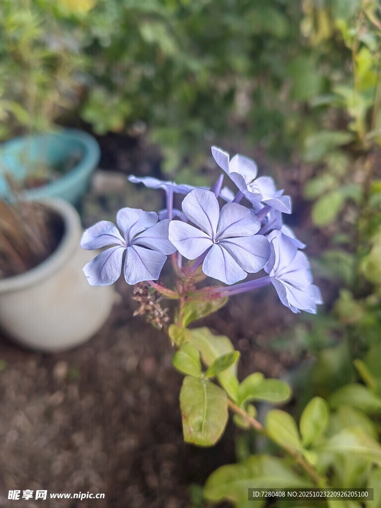 蓝紫色小花绽放于绿植间