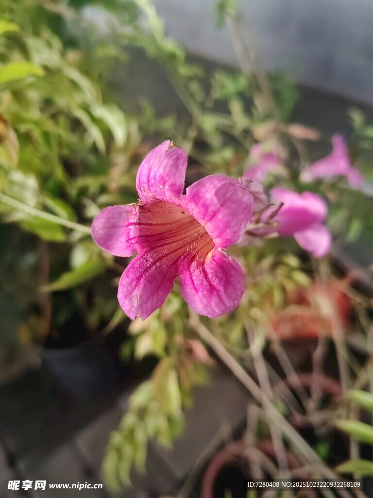 娇艳粉色花卉特写