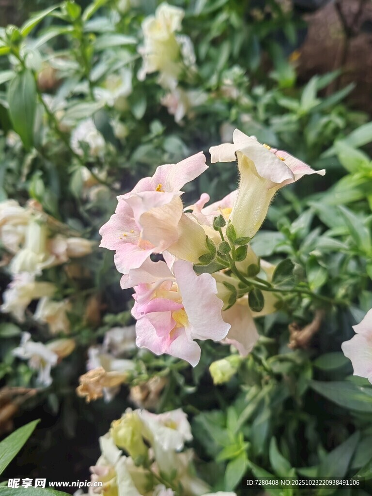娇艳绽放的粉色花卉
