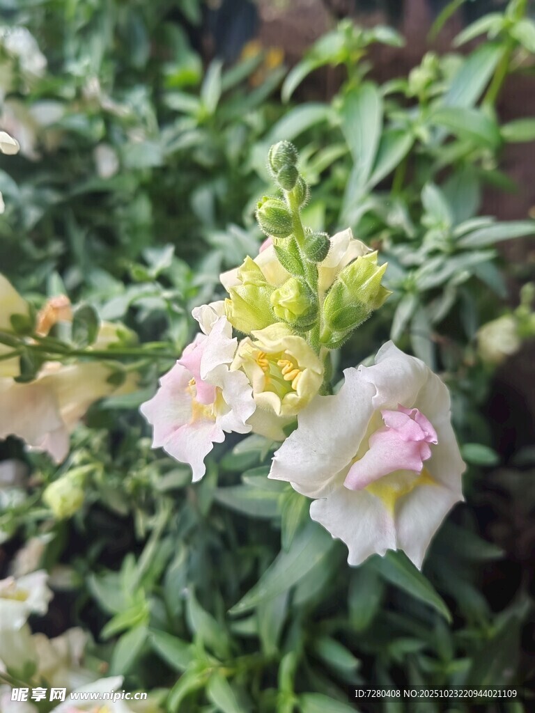 娇艳绽放的多彩花卉
