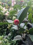 娇艳山茶绽于绿叶间