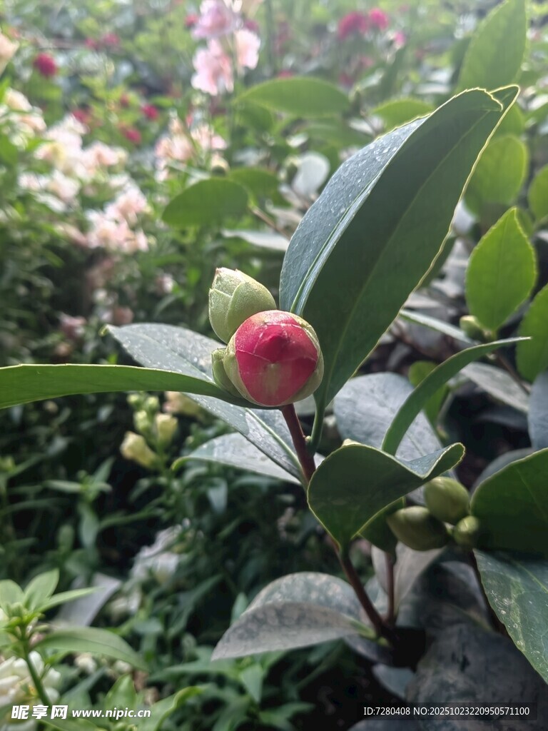 娇艳山茶绽于绿叶间